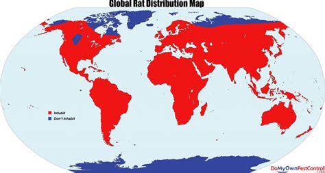 norway rat population